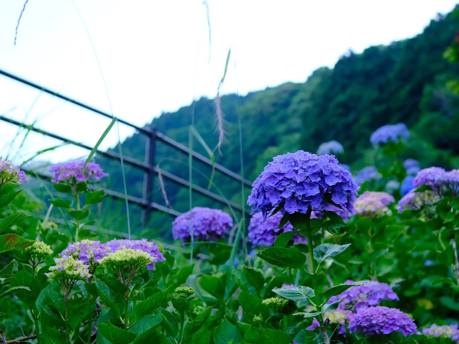 🌼 야마토 중앙공원 창포원 (야마토추오코엔 하나쇼부엔) 이미지 8